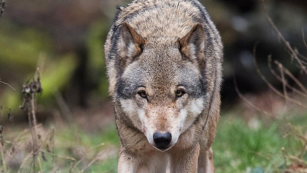 Ein Europäischer Wolf (Canis lupus lupus) streift durch ein Gehege.