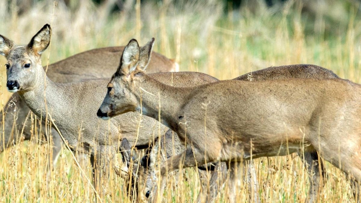 Rehe sind extrem scheue Tiere.