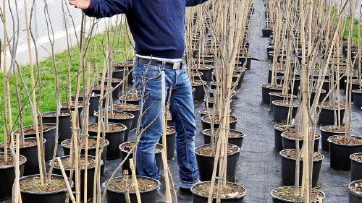 Alles kann raus. Die in akribischer Arbeit über drei Jahre herangezogenen Jungbäume haben Verkaufsreife und warten in diesen Tagen auf Interessenten. Foto: