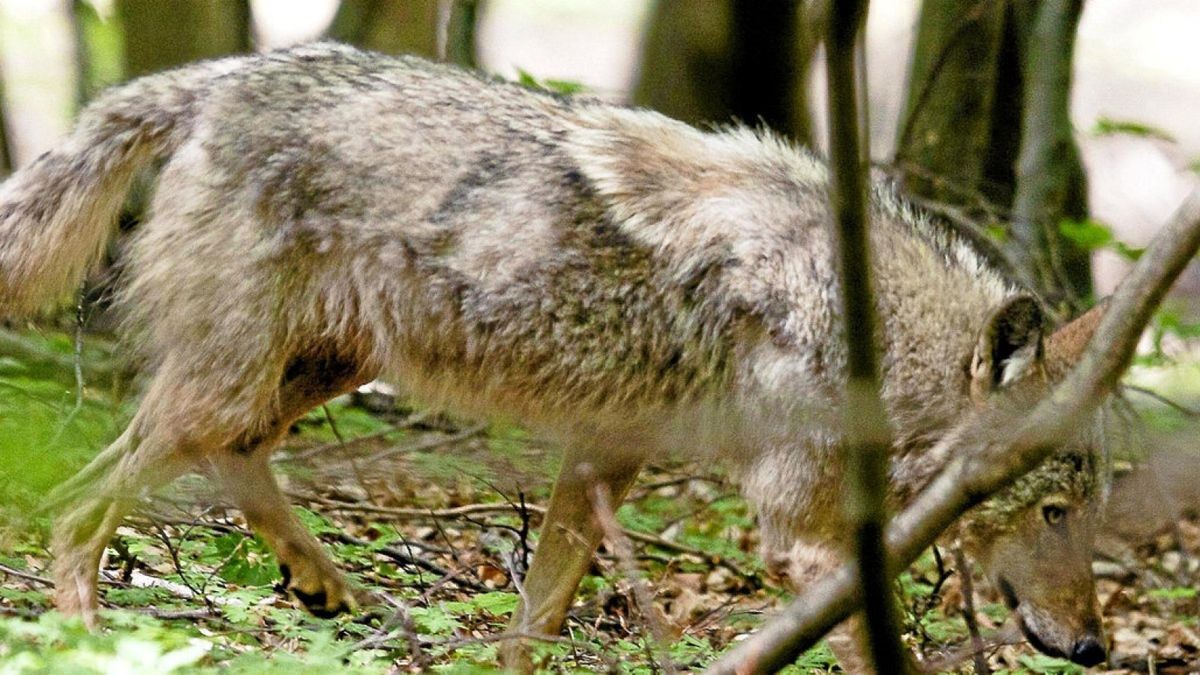 Vermutlich ist der letzte der Mischlinge beim Truppenübungsplatzes Ohrdruf abgeschossen worden. Archivfoto: S.Böttner