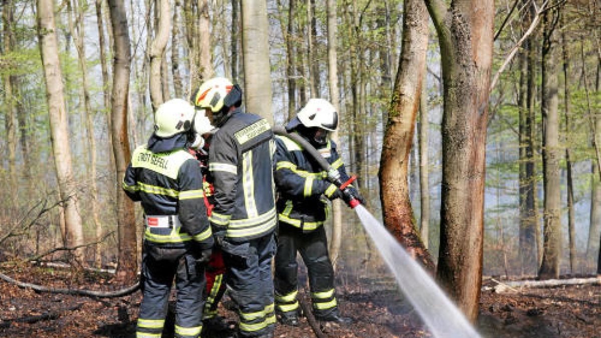 Seit Ostersonntag kämpfen hunderte Feuerwehrleute gegen einen Waldbrand am Heinrichstein bei Saaldorf (Saale-Orla-Kreis).