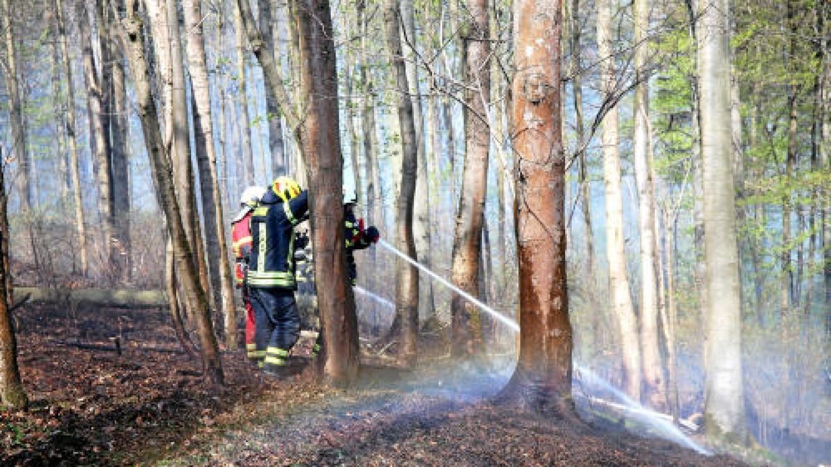 Seit Ostersonntag kämpfen hunderte Feuerwehrleute gegen einen Waldbrand am Heinrichstein bei Saaldorf (Saale-Orla-Kreis).