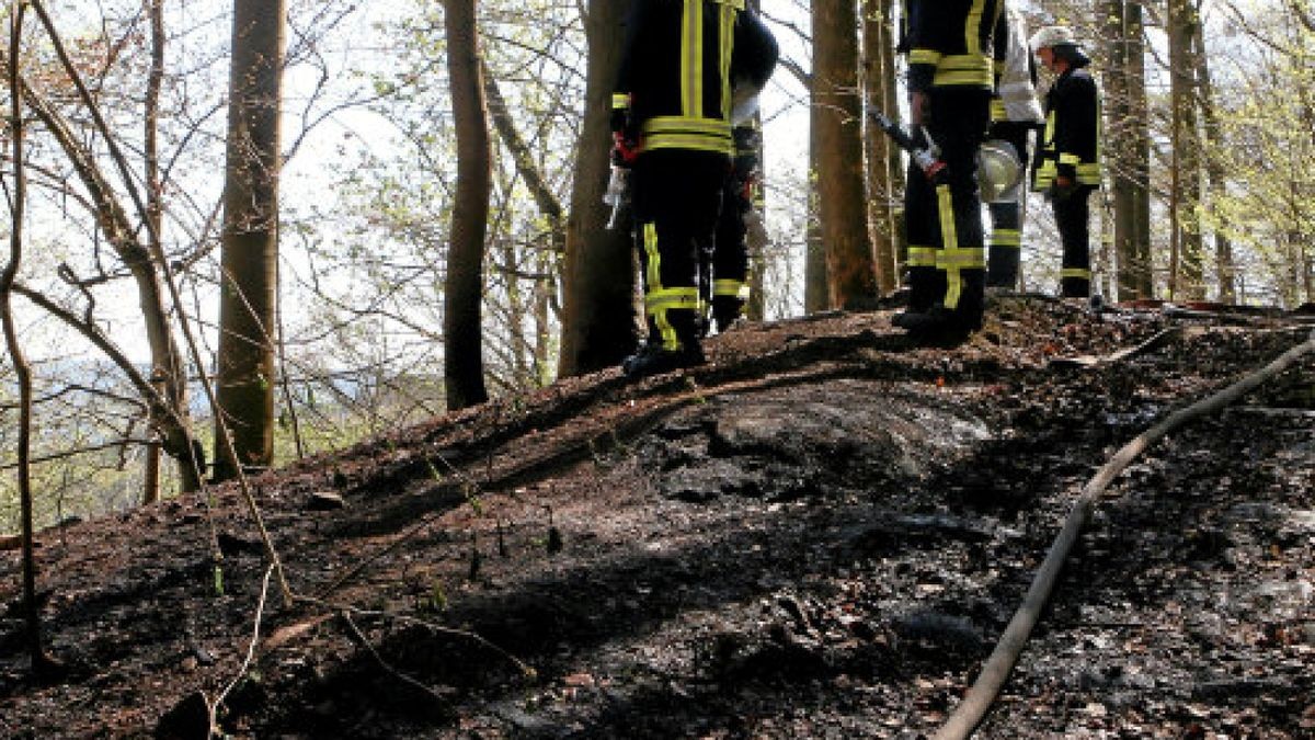 Totholz und vor allem jede Menge Laub sind verbannt. Die größte Gefahr geht aber von den trockenen Wurzeln toter Bäume aus, die unter der Bodenoberfläche langsam vor sich hin glimmen. Ebenso sind Glutnester in hohlen Baumstämmen kaum zu entdecken.Foto: Oliver Nowak