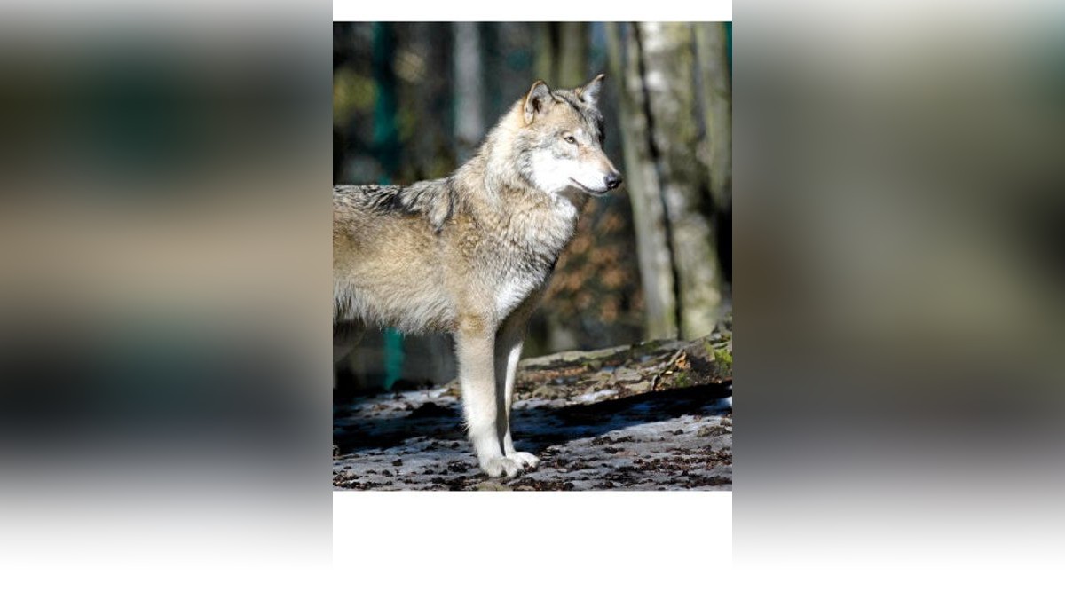 ARCHIV - 08.03.2018, Sachsen-Anhalt, Thale: Ein Wolf steht in seinem Freigehege im Tierpark Hexentanzplatz. (zu dpa «Pk CDU-Landtagsfraktion von Sachsen-Anhalt zur Vorstellung der Umfrageergebnisse «#StadtLandWolf»») Foto: Klaus-Dietmar Gabbert/ZB/dpa +++ dpa-Bildfunk +++Foto: Klaus-Dietmar Gabbert