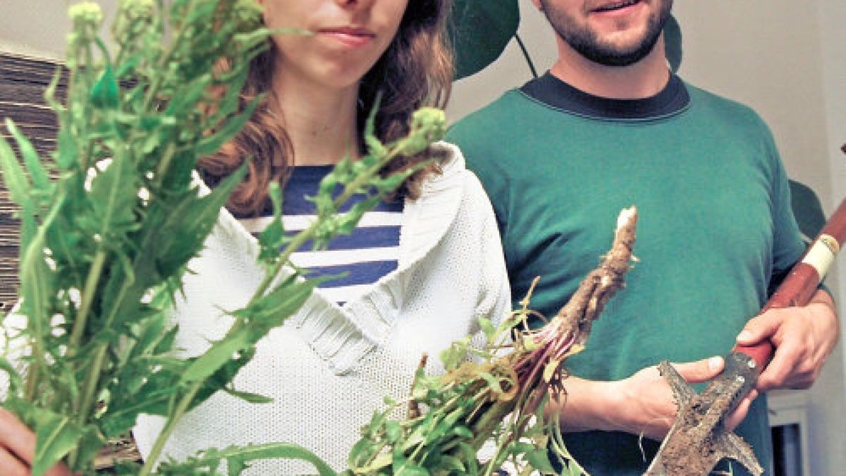 Helene Hennig und Dirk Senkpiel rücken der Zackenschote zu Leibe. Foto: Thomas Stridde