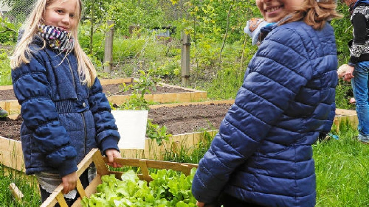 Das angebaute Gemüse wandert nach der Ernte in die Schulküche.Foto: Victoria Augener