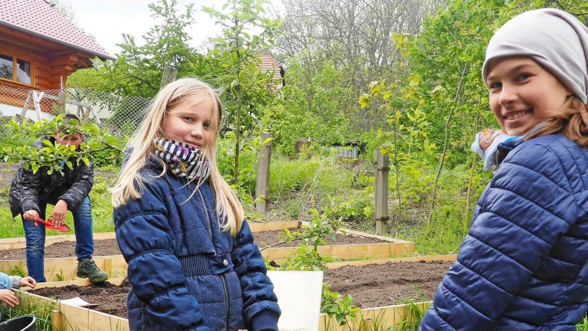 Das angebaute Gemüse wandert nach der Ernte in die Schulküche.