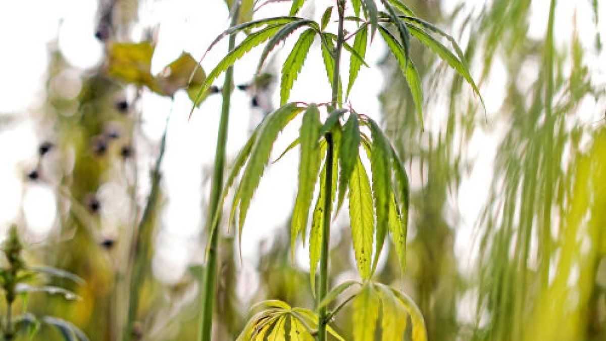 Medizinische Cannabispflanzen stehen auf einem Feld. Foto: Jan Woitas/dpa