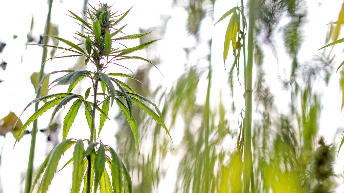 Medizinische Cannabispflanzen auf einem Feld.