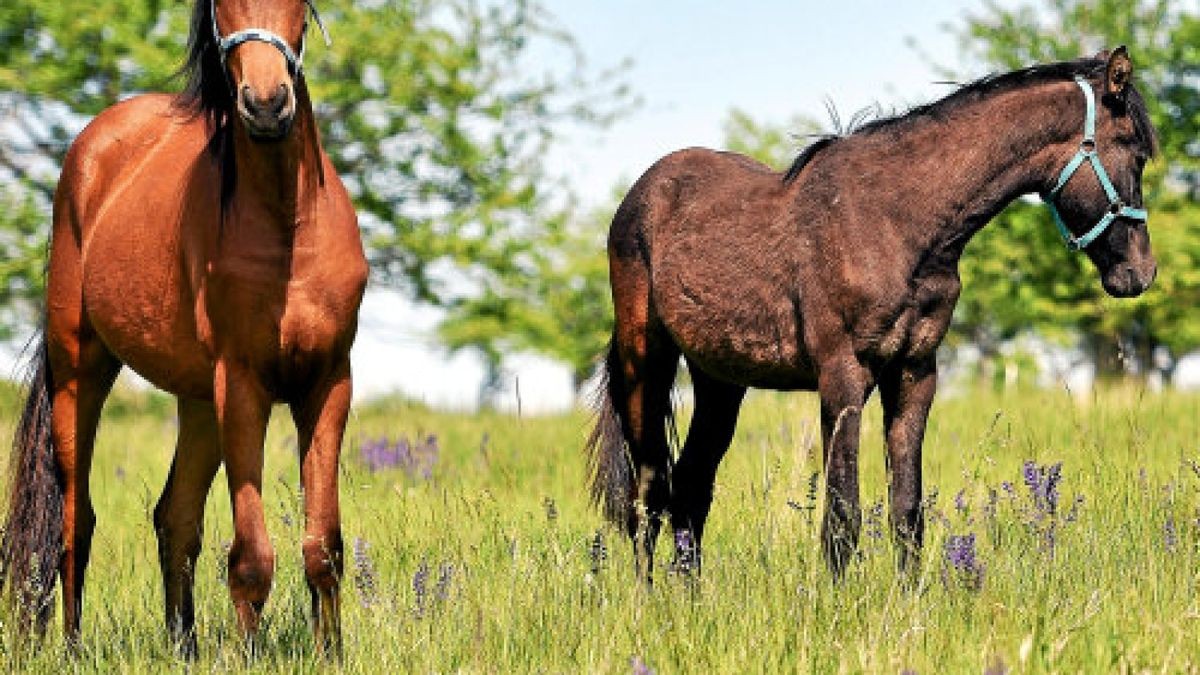 ARCHIV - 14.05.2018, Sachsen-Anhalt, Aspenstedt: Pferde stehen auf einer Weide in der Sonne. Pferde pupsen ziemlich oft. Foto: Frank May/dpa - Zentralbild/dpa - Honorarfrei nur für Bezieher des Dienstes dpa-Nachrichten für Kinder +++ dpa-Nachrichten für Kinder +++Foto: Frank May