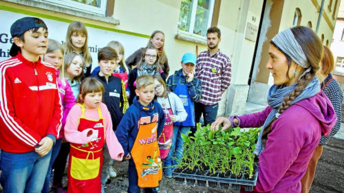 Unterstützt von der Gemüseakademie Potsdam legten die Hufeland-Grundschüler in Bad Langensalza am Montag Beete mit Salat, Fehnchel und Pastinaken an. Verwendet wurde ausschließlich Biosaatgut. TA-Foto: Daniel Volkmann