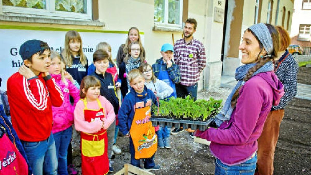 Unterstützt von der Gemüseakademie Potsdam legten die Hufeland-Grundschüler in Bad Langensalza am Montag Beete mit Salat, Fehnchel und Pastinaken an. Verwendet wurde ausschließlich Biosaatgut. TA-Foto: Daniel Volkmann