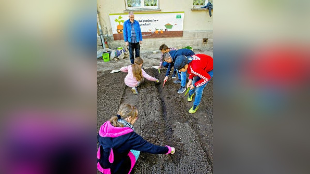 Unterstützt von der Gemüseakademie Potsdam legten die Hufeland-Grundschüler in Bad Langensalza am Montag Beete mit Salat, Fehnchel und Pastinaken an. Verwendet wurde ausschließlich Biosaatgut. TA-Foto: Daniel Volkmann