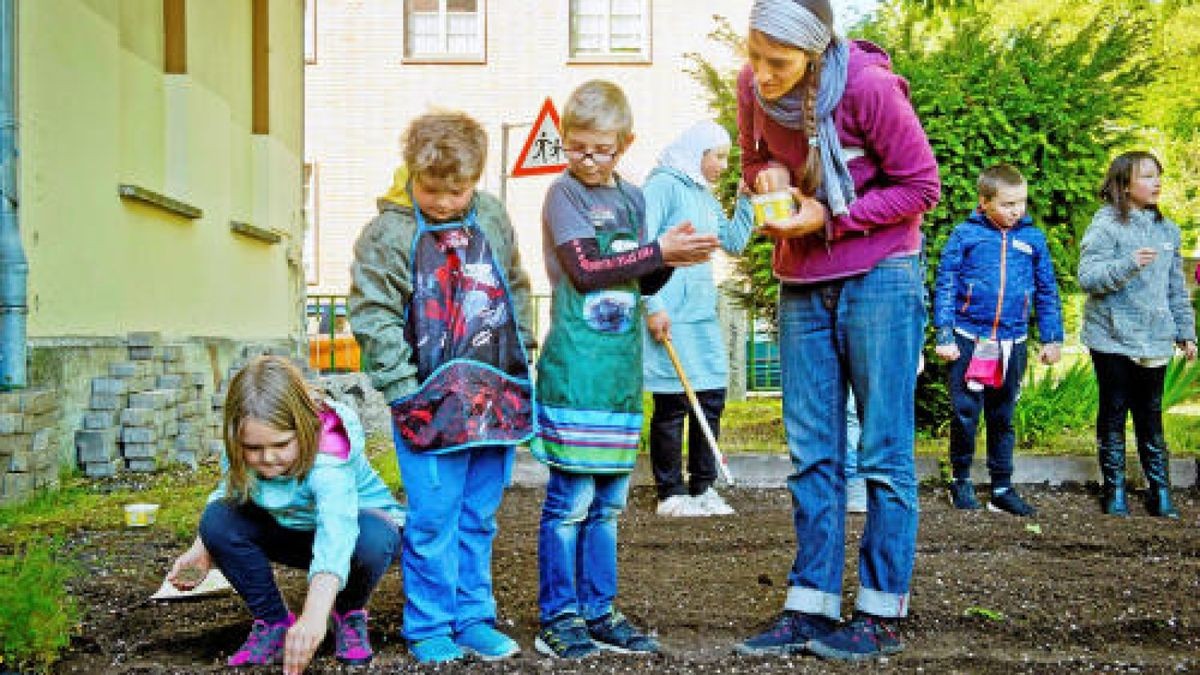 Unterstützt von der Gemüseakademie Potsdam legten die Hufeland-Grundschüler in Bad Langensalza am Montag Beete mit Salat, Fehnchel und Pastinaken an. Verwendet wurde ausschließlich Biosaatgut. TA-Foto: Daniel Volkmann