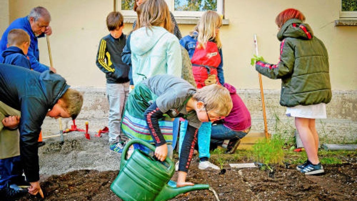 Unterstützt von der Gemüseakademie Potsdam legten die Hufeland-Grundschüler in Bad Langensalza am Montag Beete mit Salat, Fehnchel und Pastinaken an. Verwendet wurde ausschließlich Biosaatgut. TA-Foto: Daniel Volkmann