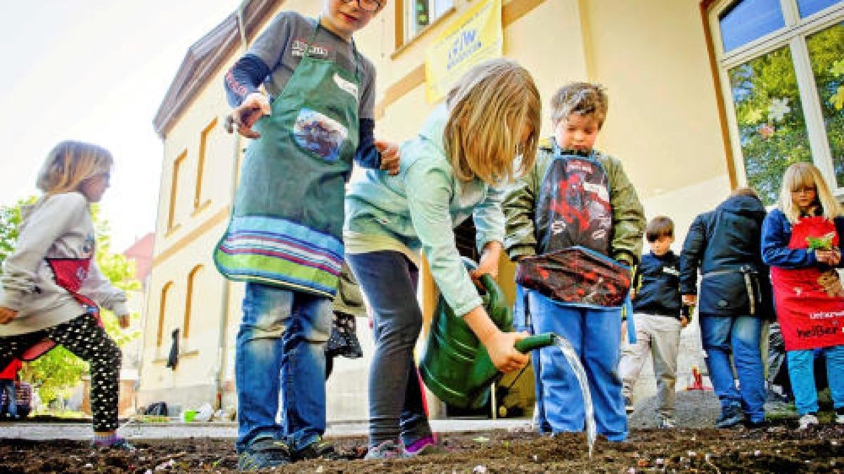 Unterstützt von der Gemüseakademie Potsdam legten die Hufeland-Grundschüler in Bad Langensalza am Montag Beete mit Salat, Fehnchel und Pastinaken an. Verwendet wurde ausschließlich Biosaatgut. TA-Foto: Daniel Volkmann