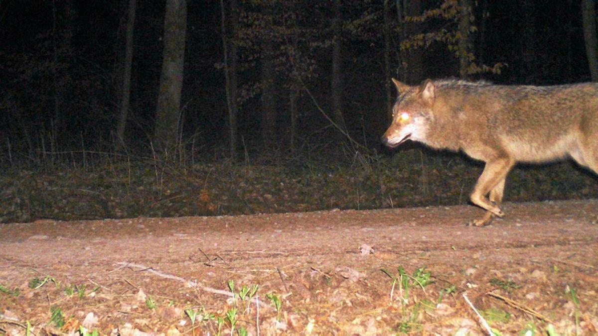 Eine Wildtierkamera nahm den Wolf auf.