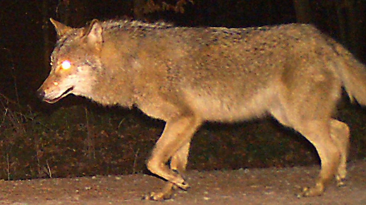 Das Foto zeigt einen Wolf in der Gemarkung der Laubgenossenschaft Oberdorla, etwa zwei Kilometer nördlich von Heyerode.