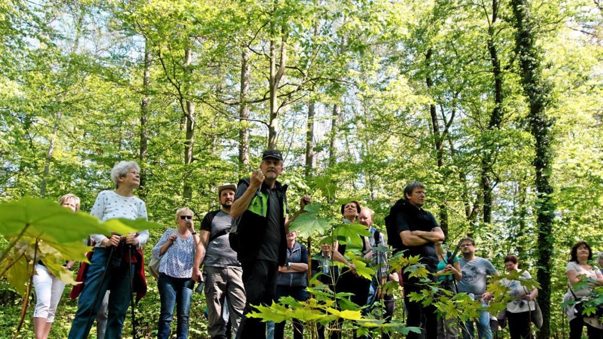 An vielen Stellen lenkte Förster Ralf Hubert den Blick der   50 Naturfreunde beim TA-Familienwandertag in die Natur entlang des Weges – und dabei auch auf Dürreschäden.