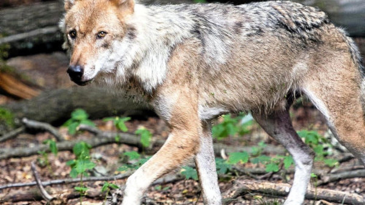 ARCHIV - 17.07.2018, Sachsen, Moritzburg: Ein Wolf steht in der Wolfsanlage im Wildgehege. Die Bundeswehr hat schon lange ihren Frieden mit Wölfen geschlossen. Den Beleg dafür gibt es nun schwarz auf weiß. 2015 lebten die Räuber bereits auf 13 von 21 größeren Truppenübungsplätzen. (zu dpa «Studie: Wölfe wählen Militärgelände gern als Lebensraum» vom 19.02.2019) Foto: Monika Skolimowska/ZB/dpa +++ dpa-Bildfunk +++Foto: Monika Skolimowska