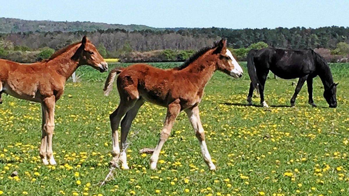 Wölfe, vermutlich die Wölfin von Ohrdruf, haben in den letzten Monaten schon mindestens vier Fohlen sowie ein Kalb gerissen. Die Fohlen wurden auf Koppeln zwischen Crawinkel und Liebenstein gerissen, das Kalb auf einer Weide in Crawinkel.