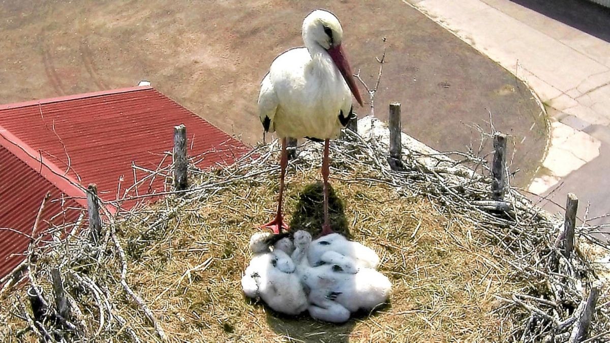 Drei Jungstörche sind auf dem Schornstein der Agrarprodukte Schwabhausen geschlüpft, nach 15 Jahren ohne Bruterfolg. Das Foto ist mit Hilfe einer Drohne, gesteuert von Marcel Schlott, entstanden.