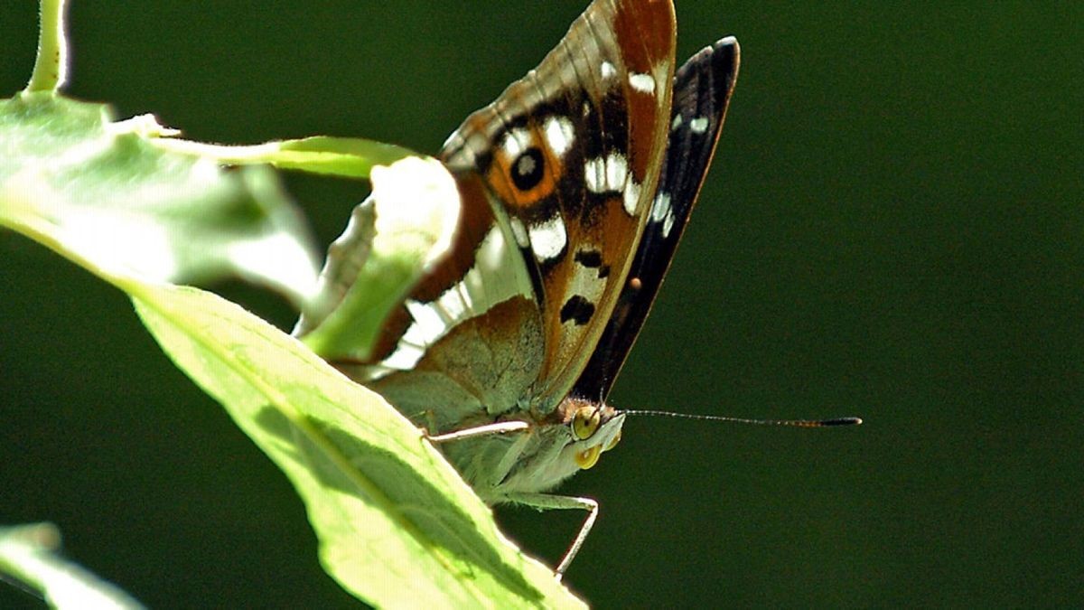 Schmetterlinge zählen zu den selteneren Arten zwischen Hainich und Dün. Von den 1605 unterschiedlichen Insektenarten sind 922 Käfer.