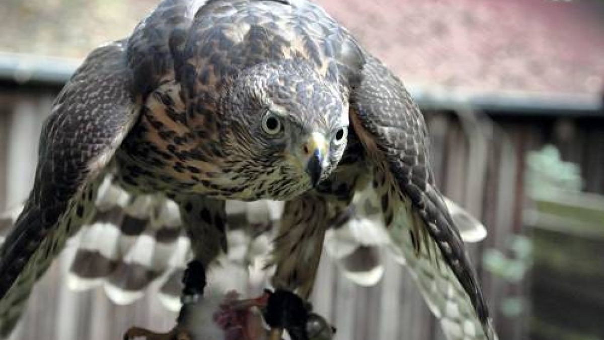 Ein Habicht hat ein Kind in Heiligenstadt verletzt (Symbolfoto).