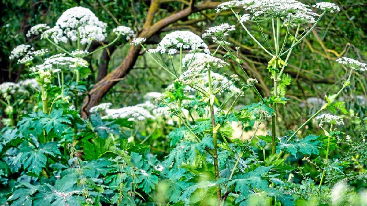 Pilotversuch: Mit Pistenraupen gegen den Riesen-Bärenklau