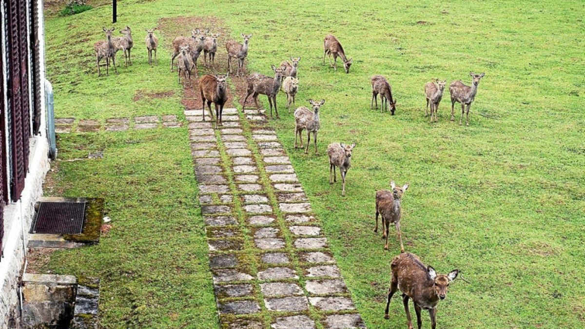 Sika ist eine auch Ostasien stammende Wildart, die in Statur und Verhalten dem heimischen Rotwild ähnelt, aber wesentlich kleiner ist. Zum „Fototermin“ erschienen fast alle der 22 im „Jägerhof“ lebenden Tiere. Foto: Stefanie Krauß