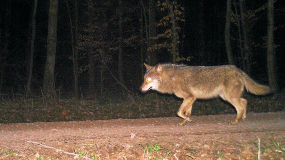 Das Foto aus einer Wildkamera zeigt einen Wolf in der Gemarkung der Laubgenossenschaft Oberdorla, etwa zwei Kilometer nördlich von Heyerode (Unstrut-Hainich-Kreis). Foto: Wildtierland Hainich gGmbH