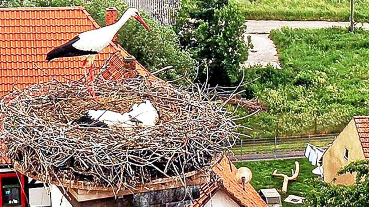 Zwei Jungstörche liegen im Nest auf dem Schlossgiebel in Gerstungen. Ein Alttier überblickt die Lage. Gestern wurden die Jungtiere beringt.