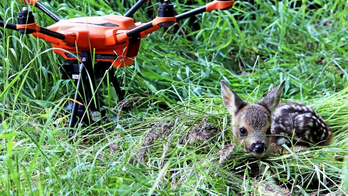 Dieses Rehkitz wurde als allererstes 2018 in Rusitz mit der Drohne samt Wärmebildkamera im brusthohen Gras entdeckt und konnte somit von der Rehkitzrettung Gera vor dem Tod durch ein Mähwerk bewahrt werden.