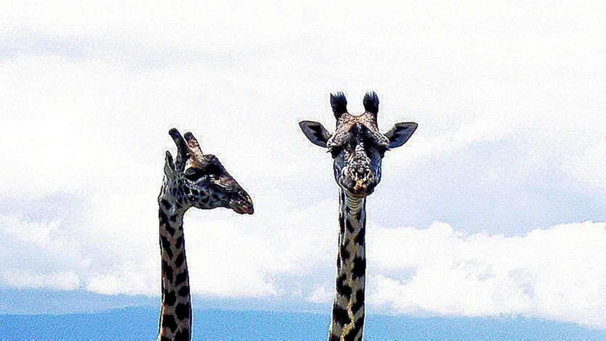 In einem Safaripark in Florida sind zwei Giraffen von einem Blitz getroffen worden und dadurch verstorben.