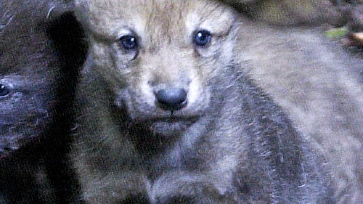 02.06.2006 Worbis Bärenpark Wolfsnachwuchs im Bärenpark Welpen Wolf TA-Foto:Eckhard JüngelFoto: Eckhard Jüngel