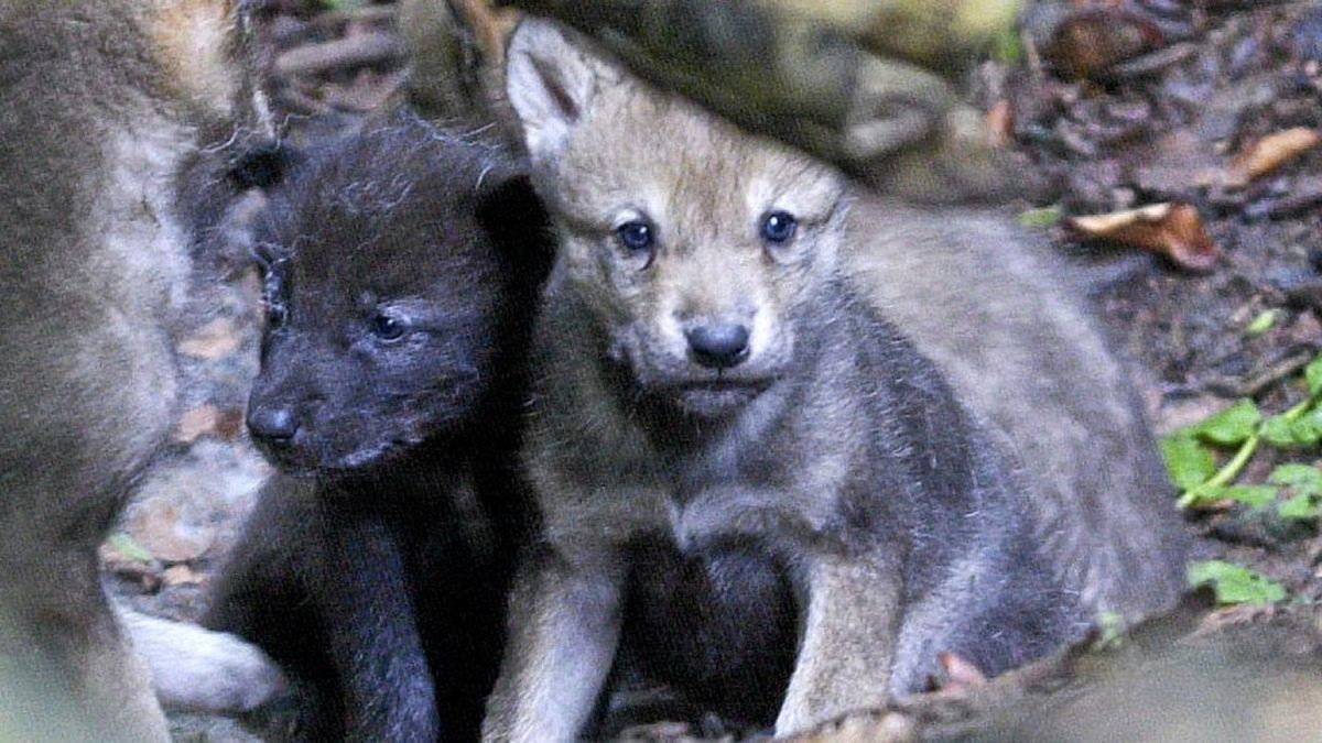 Spaziergänger fanden in einem Wald ein Wolfbaby. Symbol-