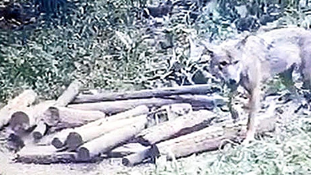 Zwischen Lengröden und Ütteroda geht ein Wolf vor wenigen Tagen in die Fotofalle von Jäger Walter Dietzel