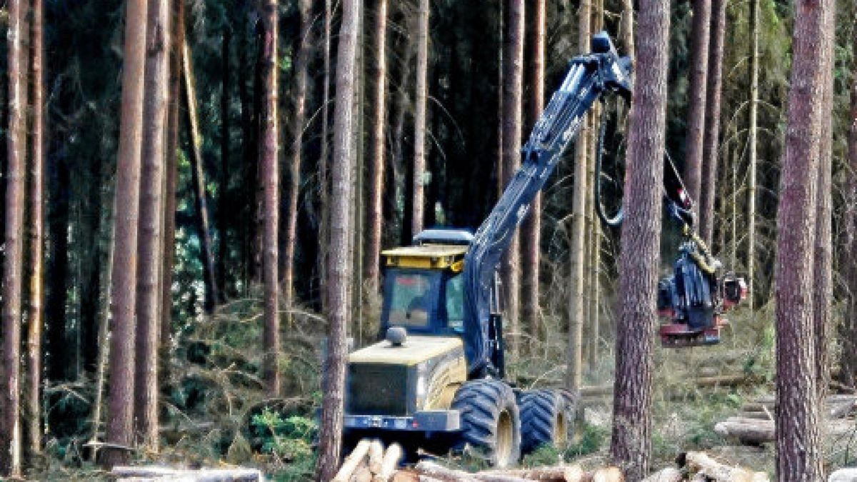 Der Borkenkäfer hat große Schäden auch im Wald des Saale-Orla-Kreises angerichtet. Betroffene Bäume werden gefällt. Foto: Theresa Wahl, Imago