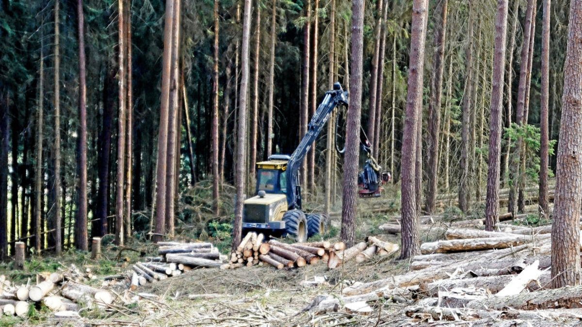 Der Borkenkäfer hat große Schäden auch im Wald des Saale-Orla-Kreises angerichtet. Betroffene Bäume werden gefällt.