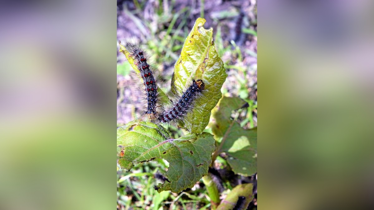 Derzeit gebe es drei Stellen rund um Gera , die betroffen seien: neben Liebschwitz seien das eine Stelle mitten im Wald von Meuselwitz und eine im Wald westlich von Ronneburg , heißt es aus dem Forstamt.