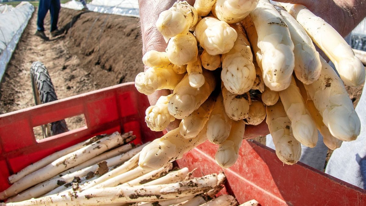 Die Spargelsaison ist beendet – und die Bauern sind zufrieden mit dem Geernteten. Foto: Armin Weigel/dpa