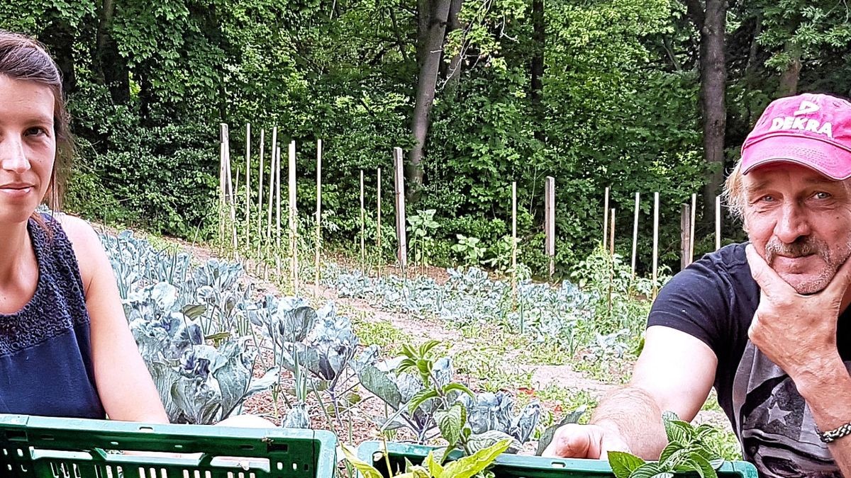 Im Tafelgarten des Johannes-Falk-Projektes steht das Gemüse in Reih und Glied, es wird an die Arnstädter Tafel geliefert. Karolin Fenrich (im Bild) leitet den Garten, in dem bis zu 15 Frauen und Männer arbeiten. Einer davon ist Wolfgang Wagner, der hier einen Ein-Euro-Job hat und dem die Beschäftigung in der Natur Spaß macht, wie er sagt. 