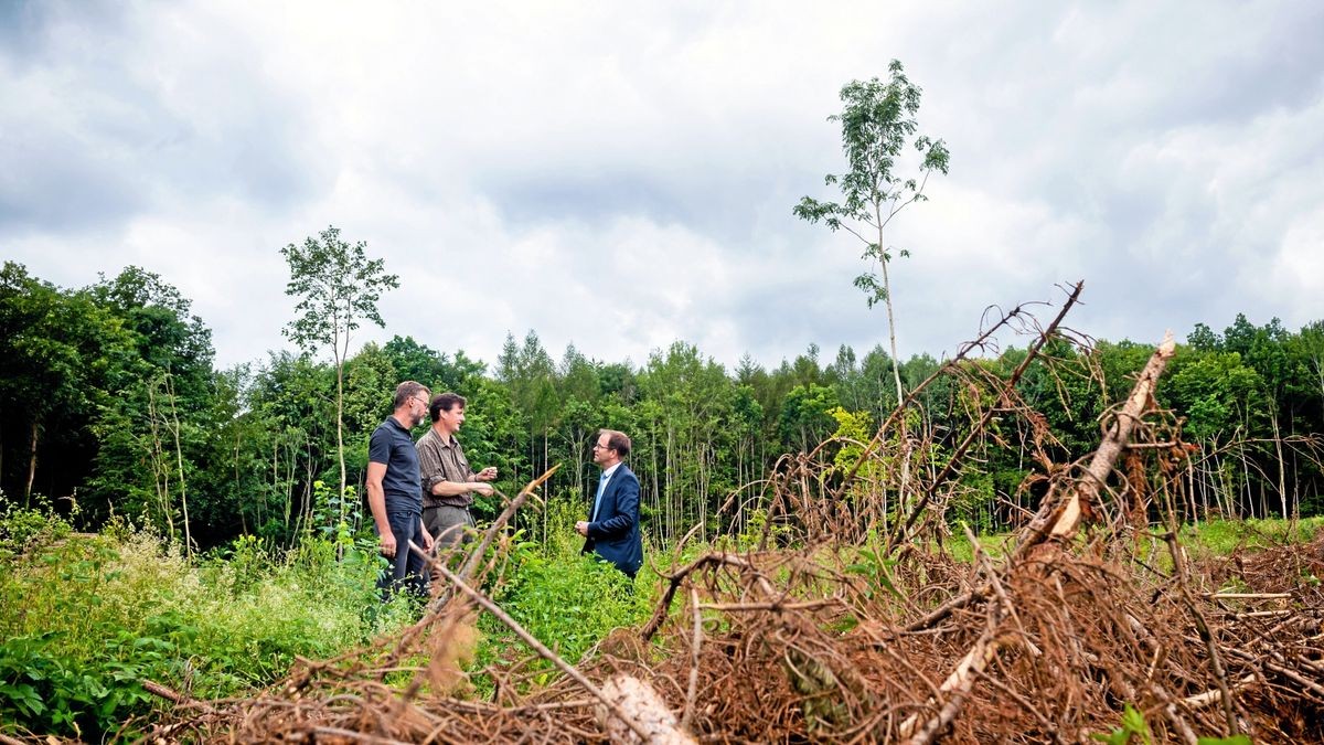 Fachdienstleiter Jörg Willner, Revierförster Peter Thoms und Sparkassenchef Christian Blechschmidt (von links) machen sich ein Bild vom Waldzustand.