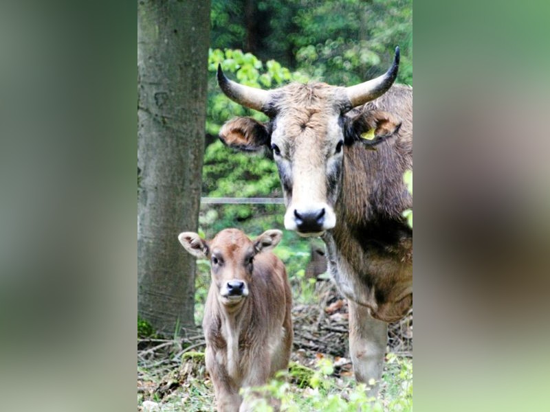 Führungen zur Urkuh in der Uhlstädter Heide ohne Sichtungsgewähr