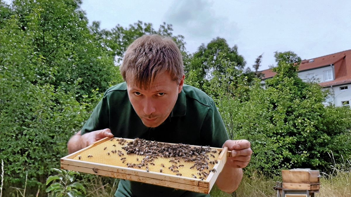 Martin Kürth hat einen Rahmen mit Waben aus dem Stock geholt. Seit drei Jahren gibt es den Lehrbienenstand im Gemeinschaftsgarten.