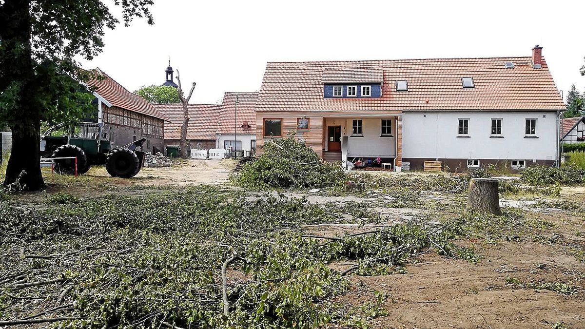 Ingersleben Zweites Gutachten für eine alte Eiche