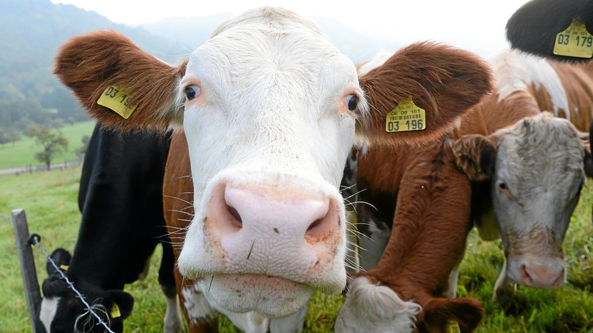 Zwischen Wipfra und Kettmannshausen sind am Sonntag mehrere Kühe ausgebüxt.(Symbolbild)