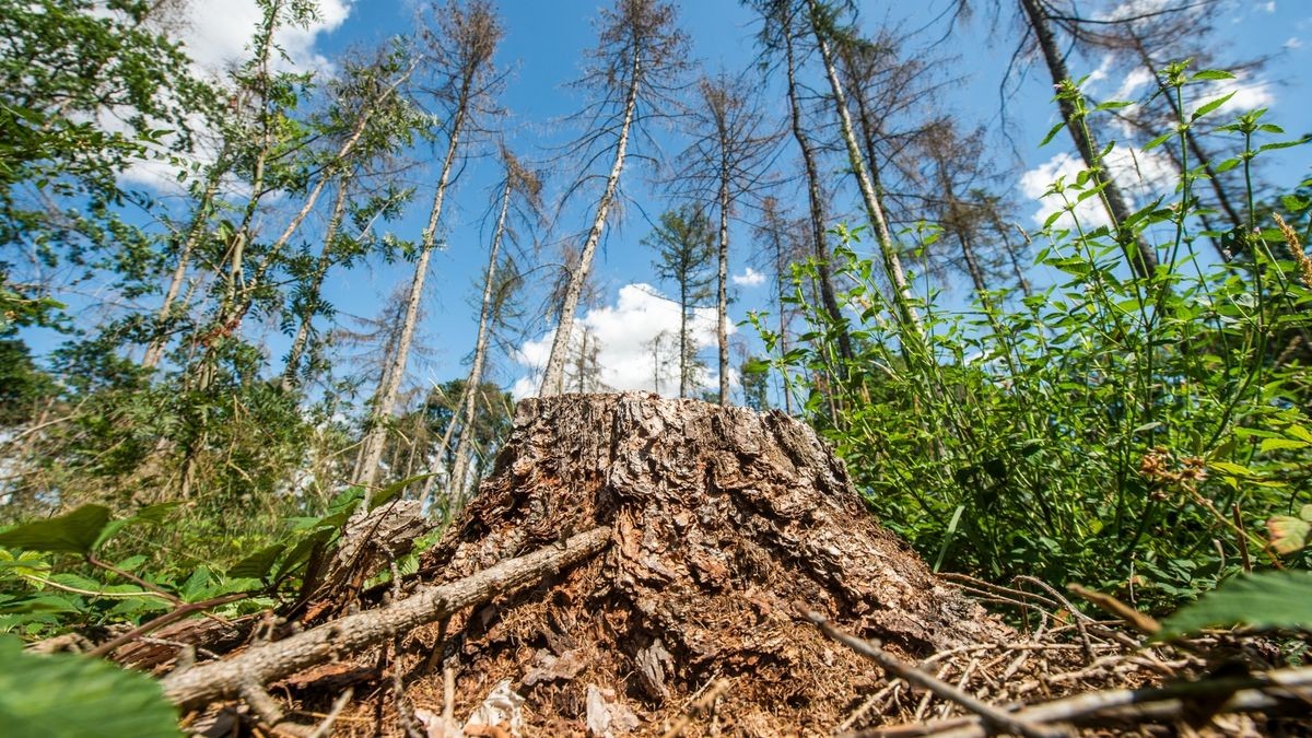 Der Wald stirbt – auch in einem Waldstücke bei Kleinfurra im Landkreis Nordhausen.