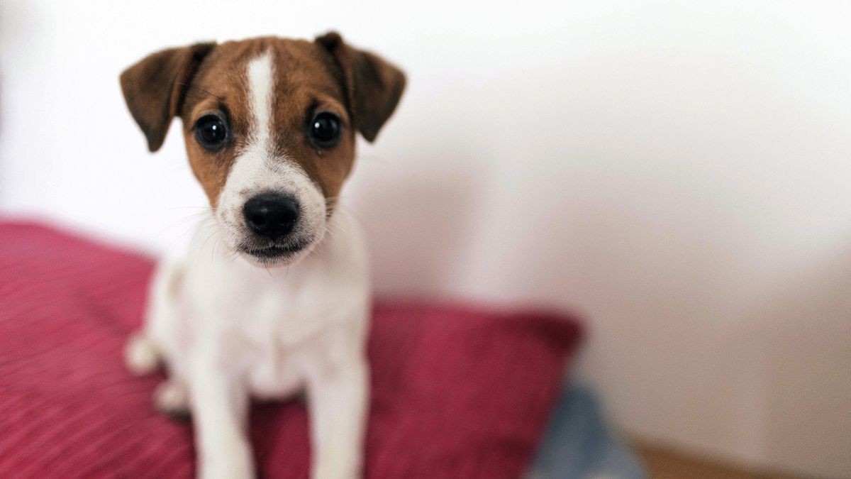 Ein Streit um einen Hund ist am Sonntag in Weißensee eskaliert.