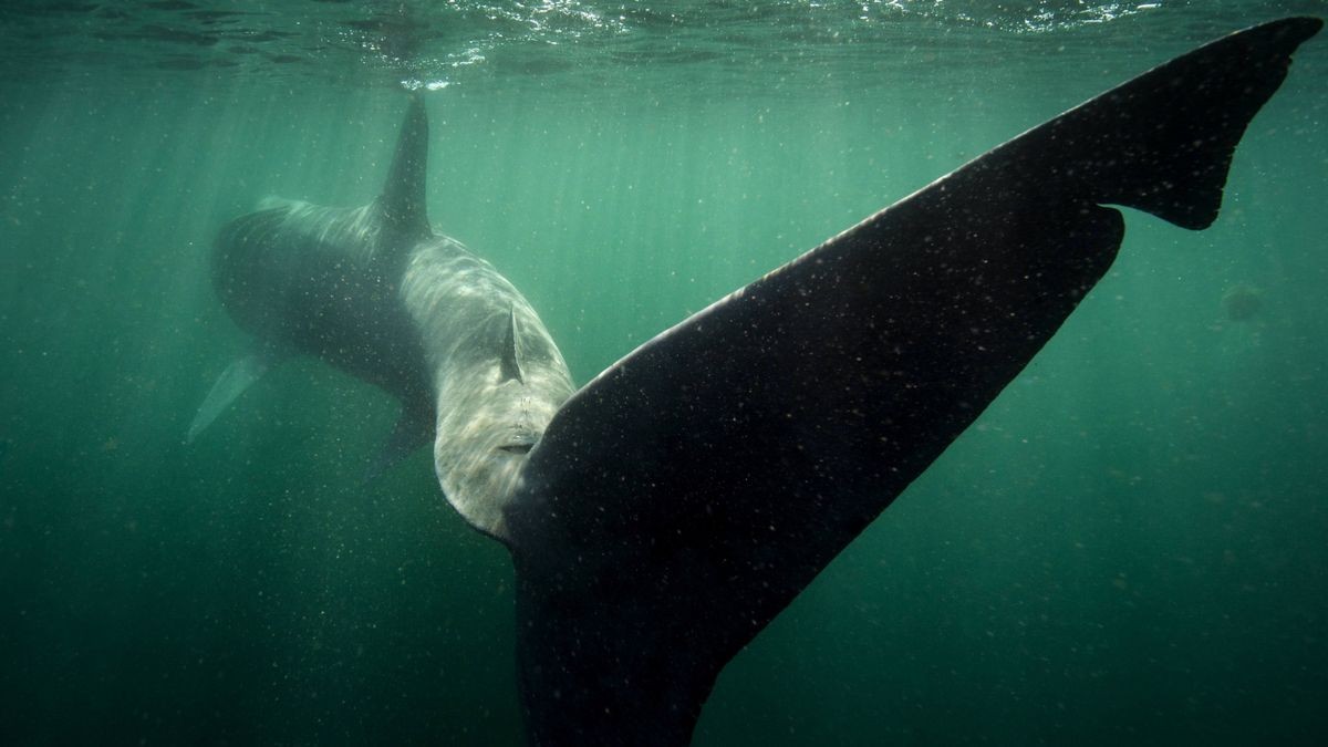 Ein Riesenhai schwimmt vor der Nordwestküste Schottlands. Die Tiere können schon mal zwölf Meter lang werden.